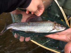 moniteur guide de peche en loire atlantique ombre