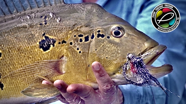 peacock bass fly fishing malbran fly