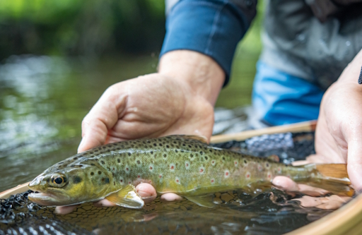 pêche rivière truite