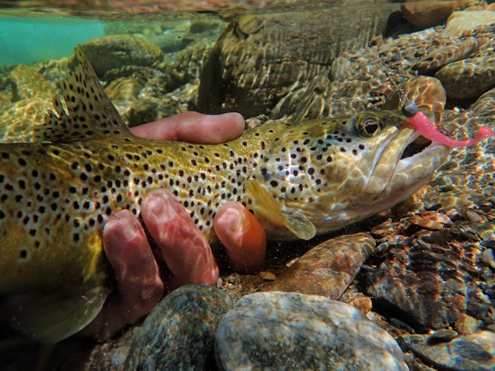 simon prieto moniteur guide de pêche truite aux leurres