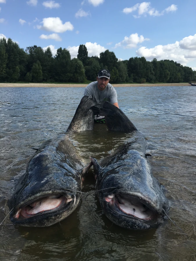 Florian Berthonneau moniteur-guide de pêche avec deux beaux silures
